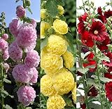 30+ Hollyhock Carnival Mix Salmon Double Hollyhock Flowers Seeds Perennial Flower