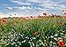 Produktbild wandmotiv24 Fototapete Blumenwiese S 200 x 140cm - 4 Teile Fototapeten, Wandbild, Motivtapeten, Vlies-Tapeten Mohnblume, Feld, Himmel, Küche M0493