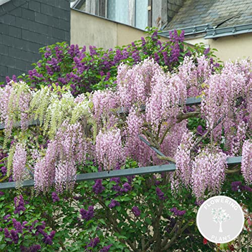 Bloomique - Wisteria Floribunda Rosea - Blauregen Kletterpflanze - Rosa - Kletterpflanzen - Gartenpflanzen - Winterhart - 50-70 cm Hoch - Topf 15 cm