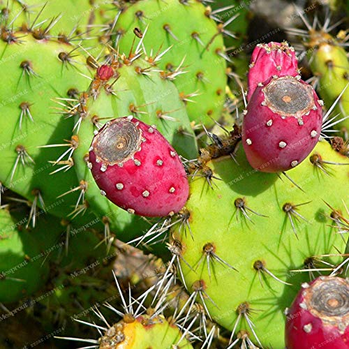 prickly pear cactus painting Juicy Fruit - Prickly Pear Watercolor Painting