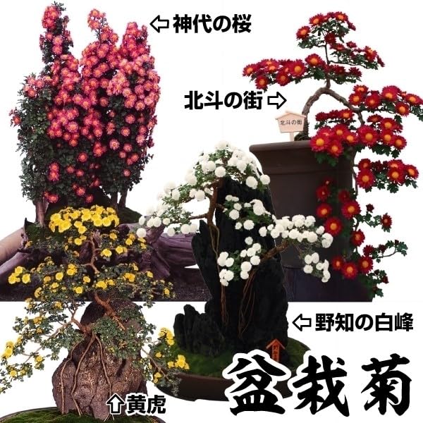 Amazon.co.jp: 菊苗 小菊 盆栽菊セット 4種4株 / 国華園 24年秋