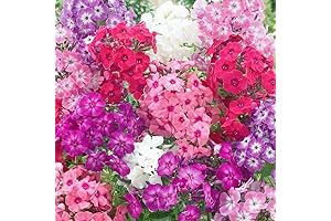 1500 Creeping Phlox Seeds - Ground Cover Annual Flower Seeds