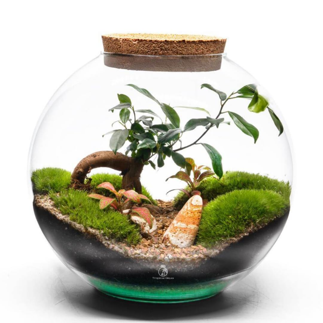 Closed DIY Large Terrarium Kit – Handmade Glass Jar with Ficus Bonsai & Fittonia – Complete Indoor Plant Ecosystem with Moss, Soil, Charcoal & Guide (STANDARD LID)