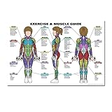1pc Human Anatomy Muscles Système Art Poster Print Corps Carte Silk Peinture Murale Photos de Médical Education Bureau Accueil Décor (Couleur : 60, Size (inch) : 40x50cm No Frame)