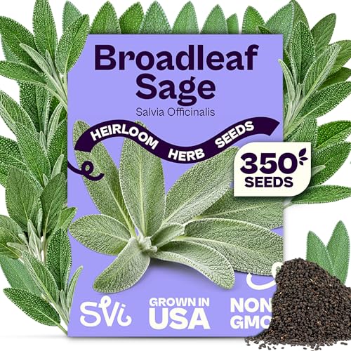SVI 350 Broadleaf Sage Seeds (Salvia officinalis) - Common Sage Heirloom Aromatic Herbs - Culinary Herb Seeds for Containers Home Kitchen Herb Garden
