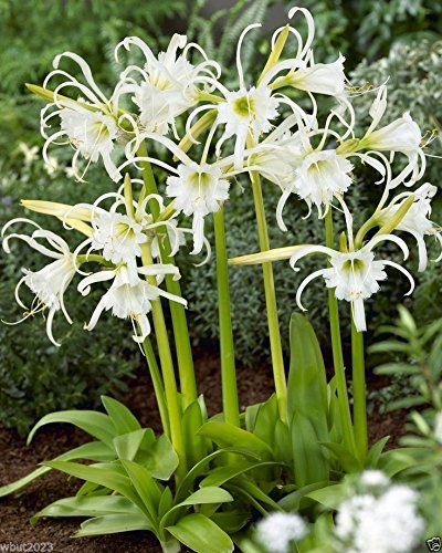 2 Peruvian Daffodil - (Bulbs) ,Hymenocallis narcissiflora, Now Shipping