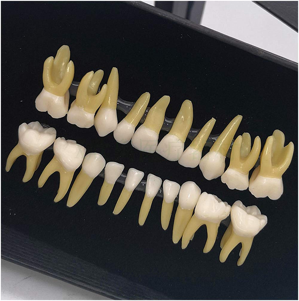 Modello Didattico Per Lo Studio Dei Denti Dentali - 28 Pezzi Modello Di Denti Permanenti A Due Colori - Simulazione Del Dente Orale Per L'analisi Dello Studio Dell'istruzione (28 Pezzi - Foto 4