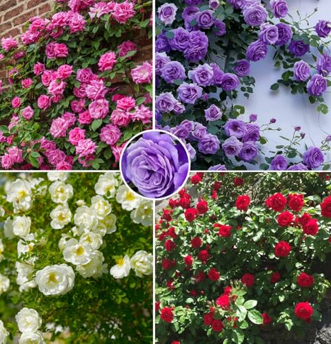 Mix Climbing Rose Rosa Seeds Bush Vine Climber Fragrant Butterfly Rare Non-GMO Heirloom Variety for...