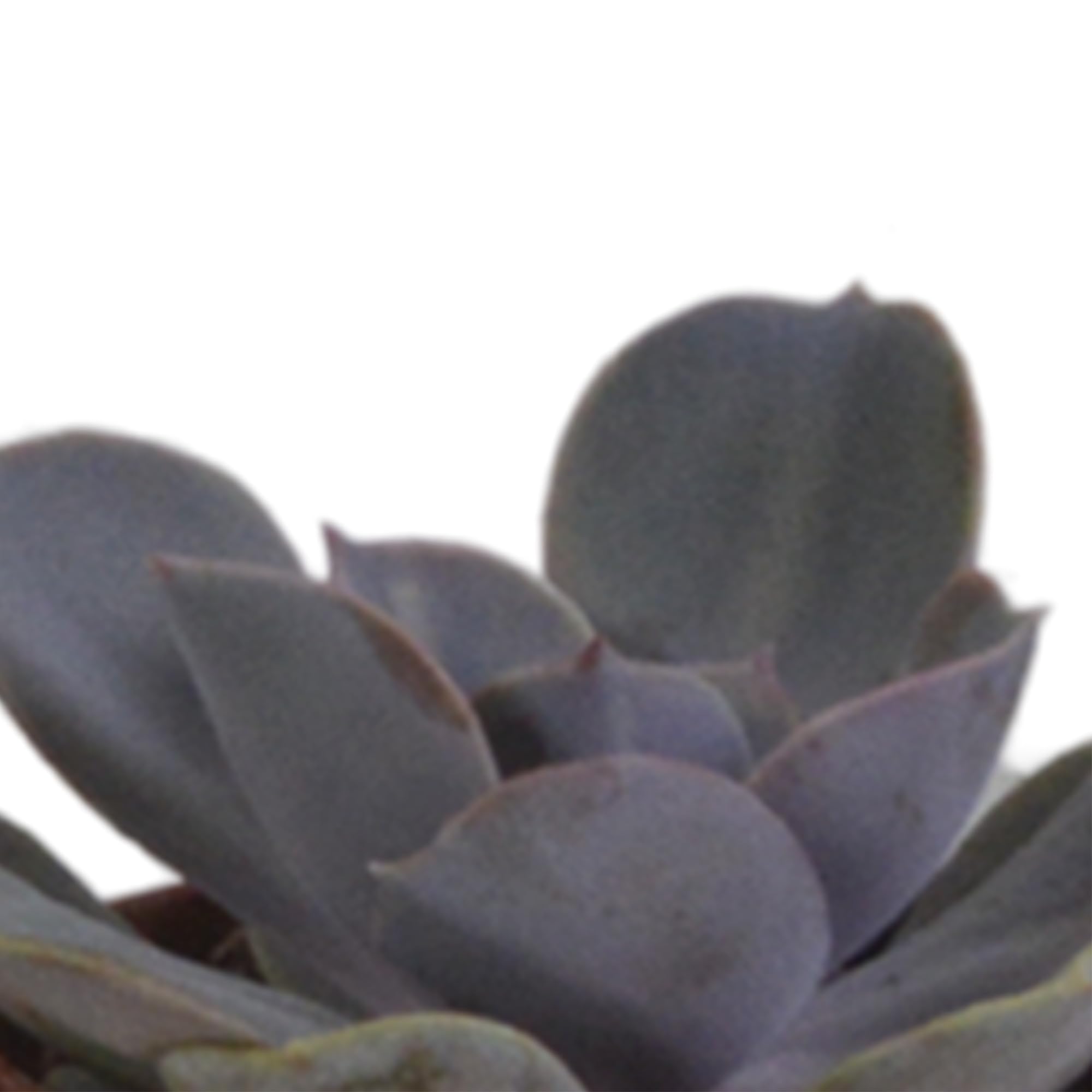 Mezcla de Plantas Suculentas en Maceta de Terracota, Set de 5 Piezas, 5.5 cm