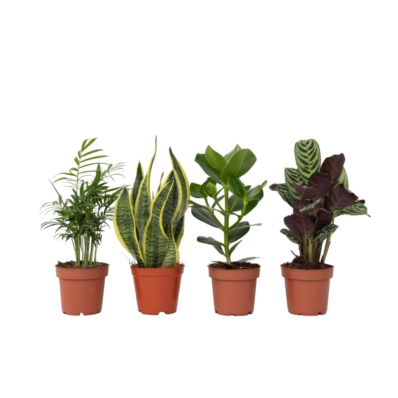 zimmerpflanze gemusterte blätter Zimmerpflanzen mit marmoriertem Laub (x3) - Ctenanthe burle marxii,  ctenanthe amagris, syngonium pixie® main image 1