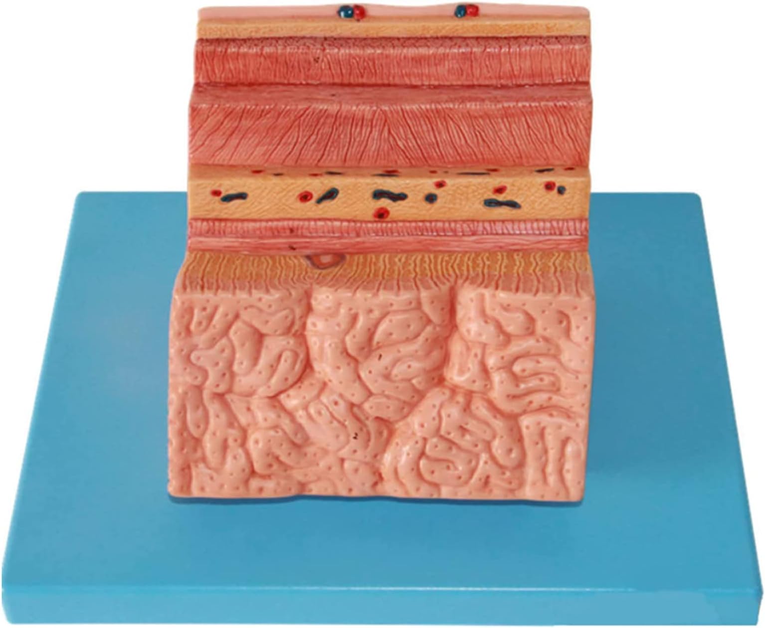 Human Stomach Wall Model Human Body Anatomy Replica of PVC Material Gastric Anatomical Model Stomach Wall Enlargement Model Digestive System Model for Medical Teaching Medical Gift