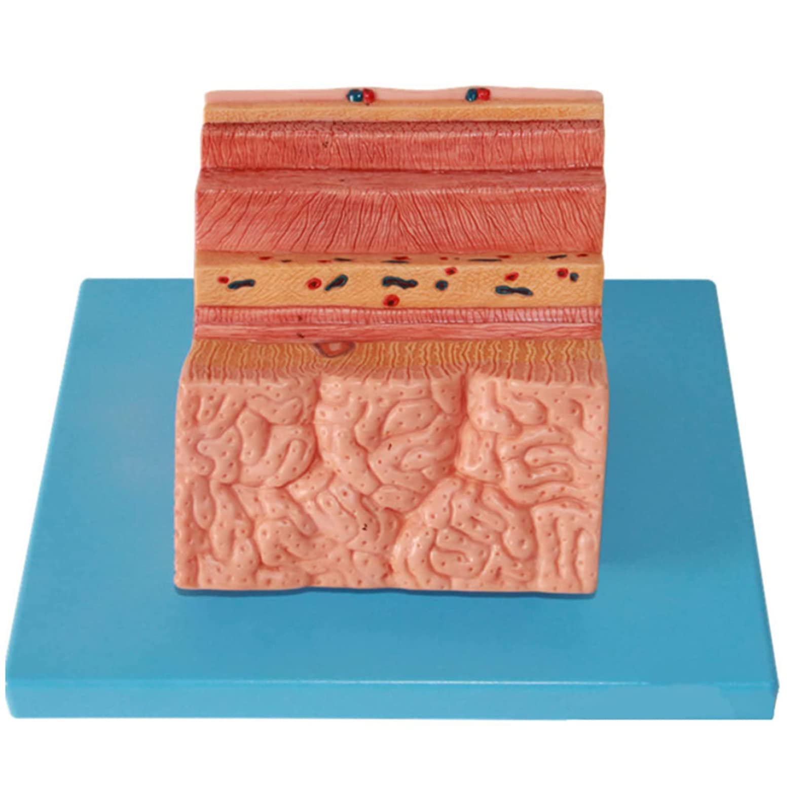 Human Stomach Wall Model Human Body Anatomy Replica of PVC Material Gastric Anatomical Model Stomach Wall Enlargement Model Digestive System Model for Medical Teaching Medical Gift