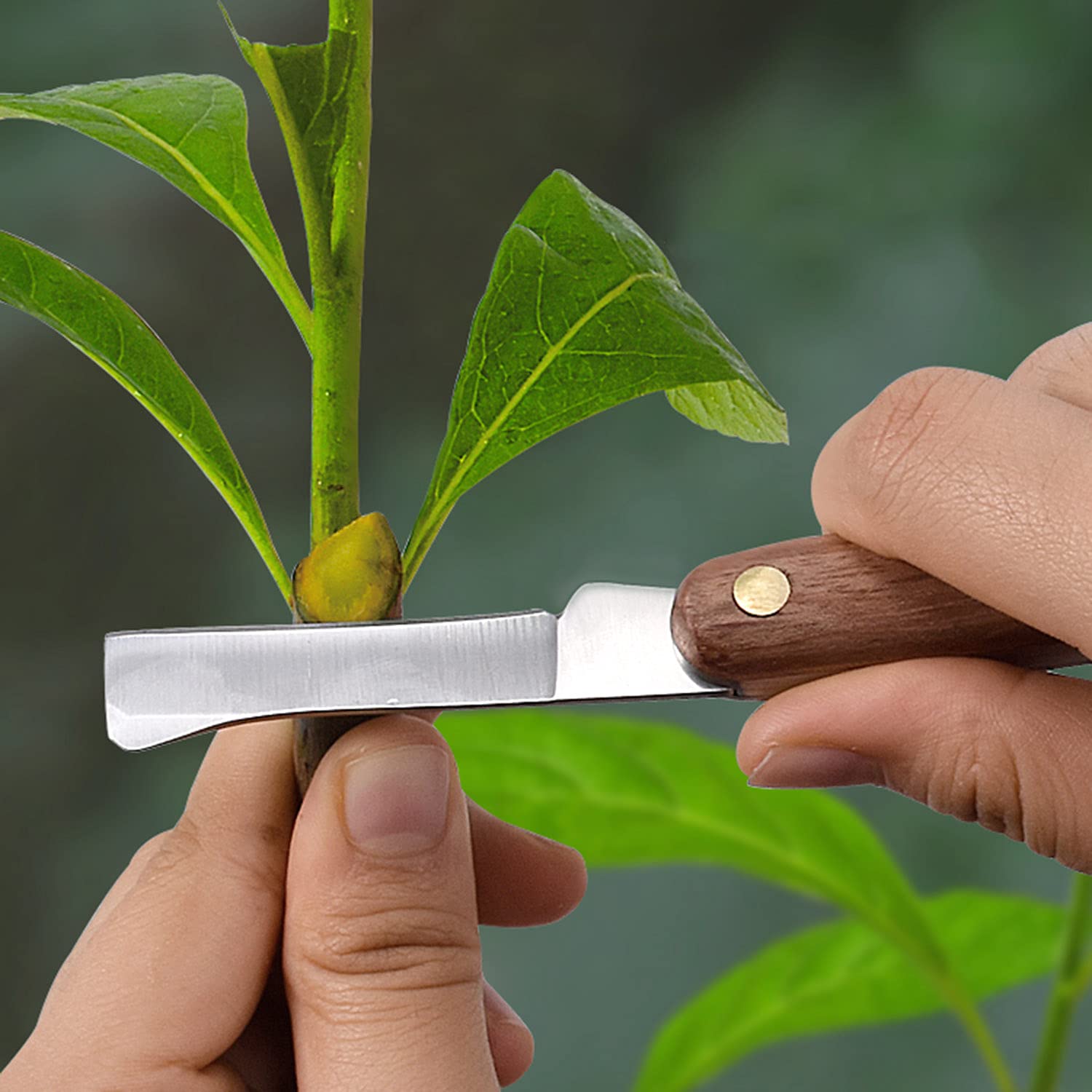 Taglierina Pieghevole per Innesto da Giardino, Coltello da Giardino per Innesto a Doppia Lama Multifunzionale con Divisore, Pieghevole