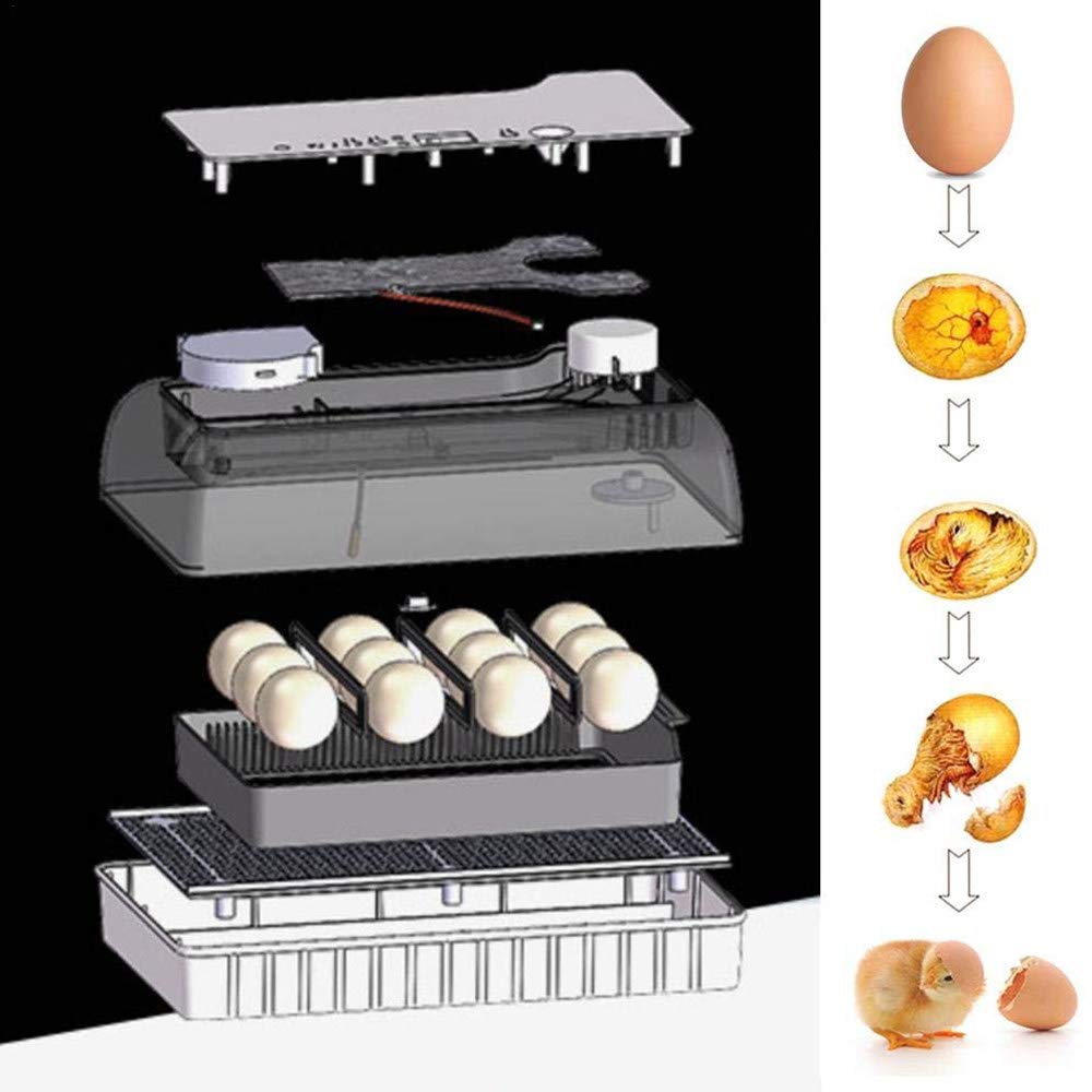Macchina per incubatrice di pollame Completamente Automatica a 12 Uova, Rotazione Automatica e Controllo della Temperatura, allevatore di Piccole incubatrici digitali per Pollo da cova
