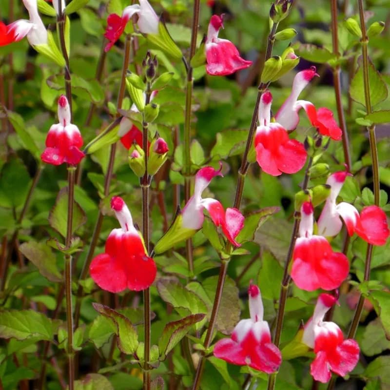 Set 4 Salvia Plants Live, Hot Lips Salvia Live Plants in 4 Inc Pot, Salvia Plants Live, 2 Plants per Pot, Hot Lips Salvia for Planting