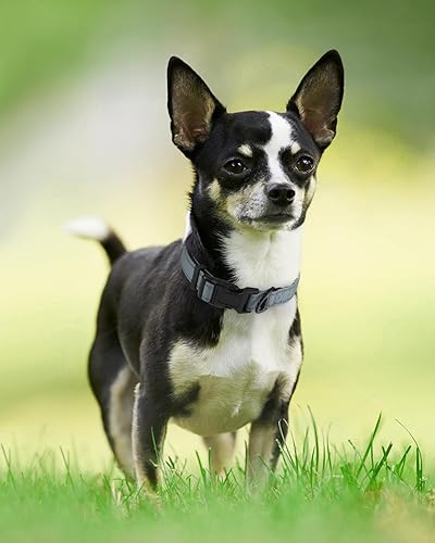 Vista 136 de Joytale - Collar reflectante para perro, collar de nailon transpirable con acolchado de neopreno suave para mascotas, ajustable para perros verde