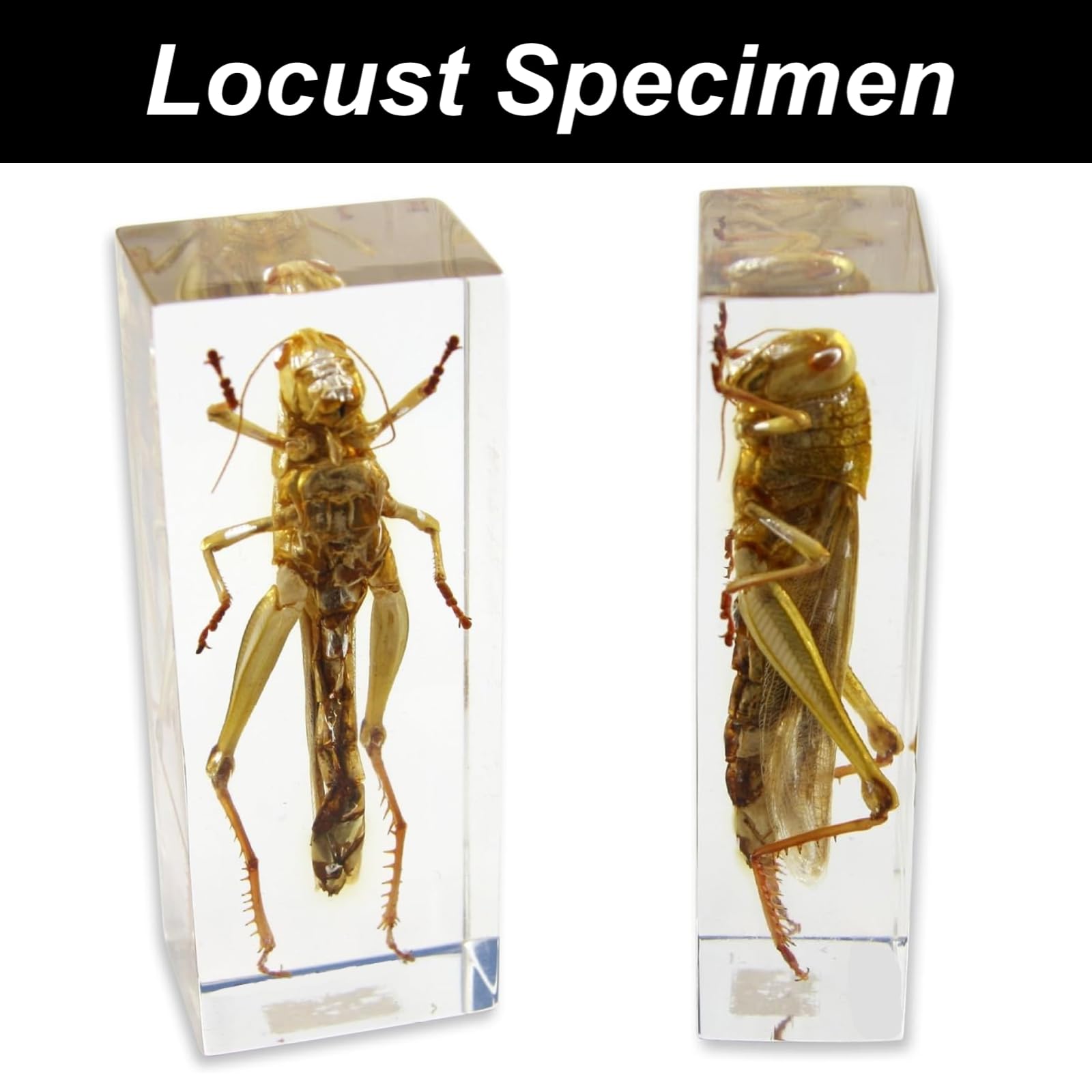 DRXRD 3 Kit de Taxidermia de Insectos, Insectos en Resina Transparente, Decoración de Especímenes Animales, para Exposición, Colección y Pisapapeles B