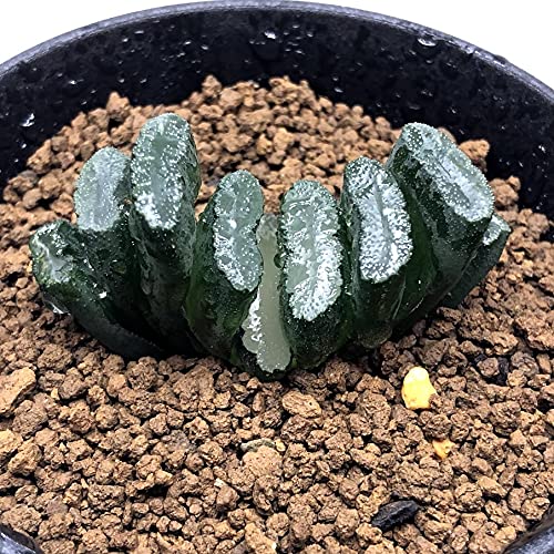 Amazon｜多肉植物 ハ オ ル チ ア 大型玉扇 N-5｜観葉植物 オンライン通販