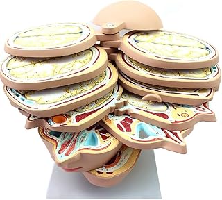 Educational Model Medical Brain Anatomical Human Model Brain CTMRI Brain Model Image Medical Teaching Model 12 Parts Human Skull Brain Anatomical Model for Study Teaching,Medical M