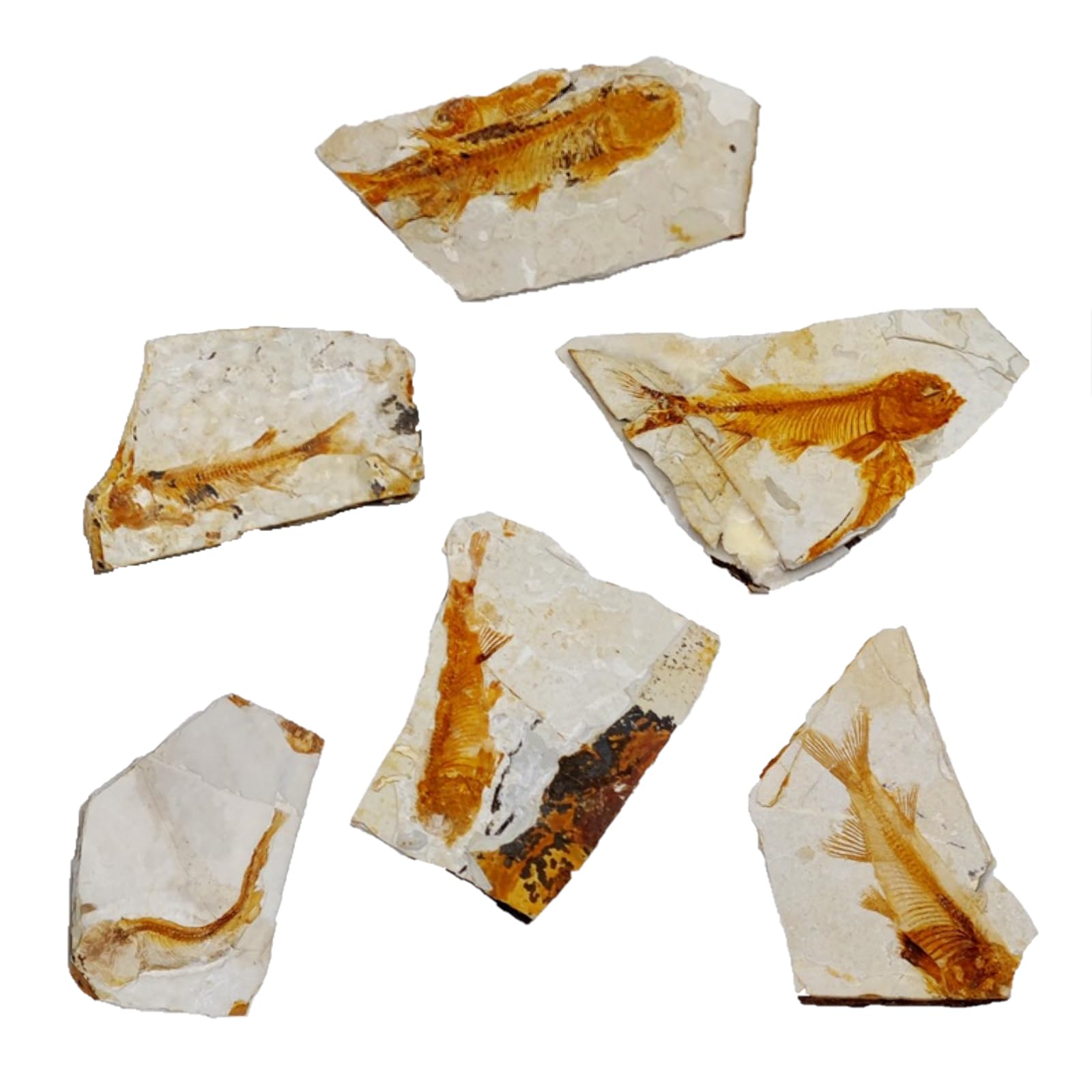 6 Pcs Fossil Fisch Zufällige Größe Fossil Von Wolf Finned Fisch Fossil Vintage Probe Dekor Für Anfänger Sammlung Und Wissenschaft Bildung