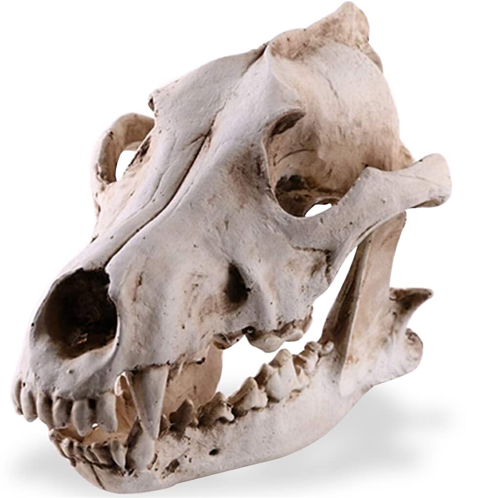 Résine crâne décor réaliste tête de squelette réplique Coyote loup taxidermie modèle artisanat Figurines anatomique enseignement accessoire