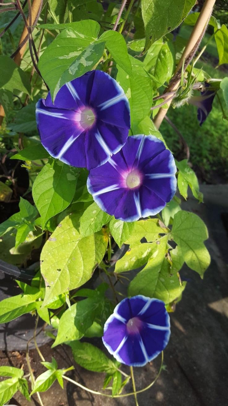 SVG® Morning glory flower seeds For Your Home & Garden pack of 40 to 50 seeds (BLUE) (B0D25CPPCX) Amazon Price History, Amazon Price Tracker