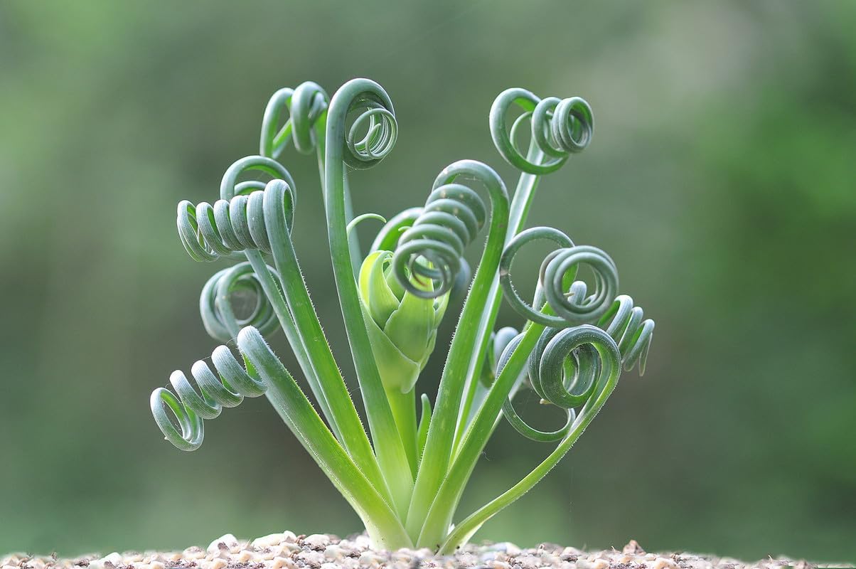 Frizzle Sizzle Albuca Plant Live in 3 Inc Pot, Albuca Live Plant Rare Succulent Plant Curly Grass Ready to Grow