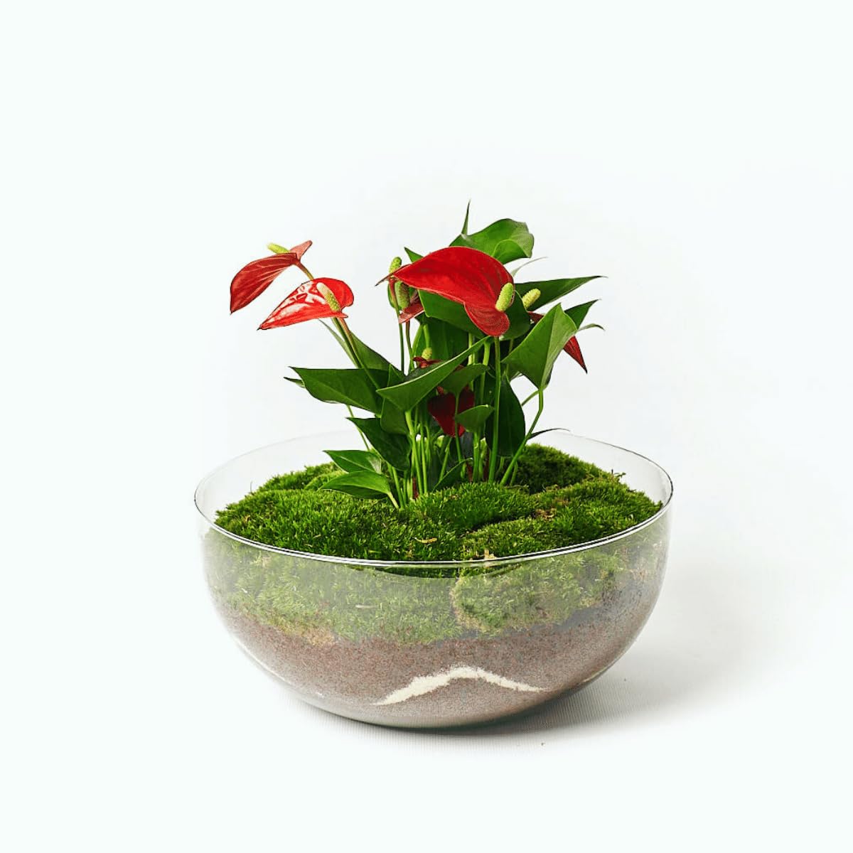 Kokedamas Lucciana Terrario Plantas Cristal - Cápsula con Anturio Rojo | Jardin Eterno en Cristal o Ecosistema Cerrado | Ideal para Decoración Hogar | Terrarios Autónomos | Medidas, 28 cm x 28 cm
