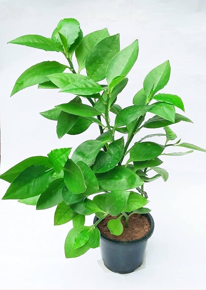 Live Naagdon/Nagdon Medicinal Plant, Devils Backbone/Euphorbia tithymaloides live plant, Medicinal Plant ; 1 Healthy plant With Pot (B0D1P24FXK) Amazon Price History, Amazon Price Tracker