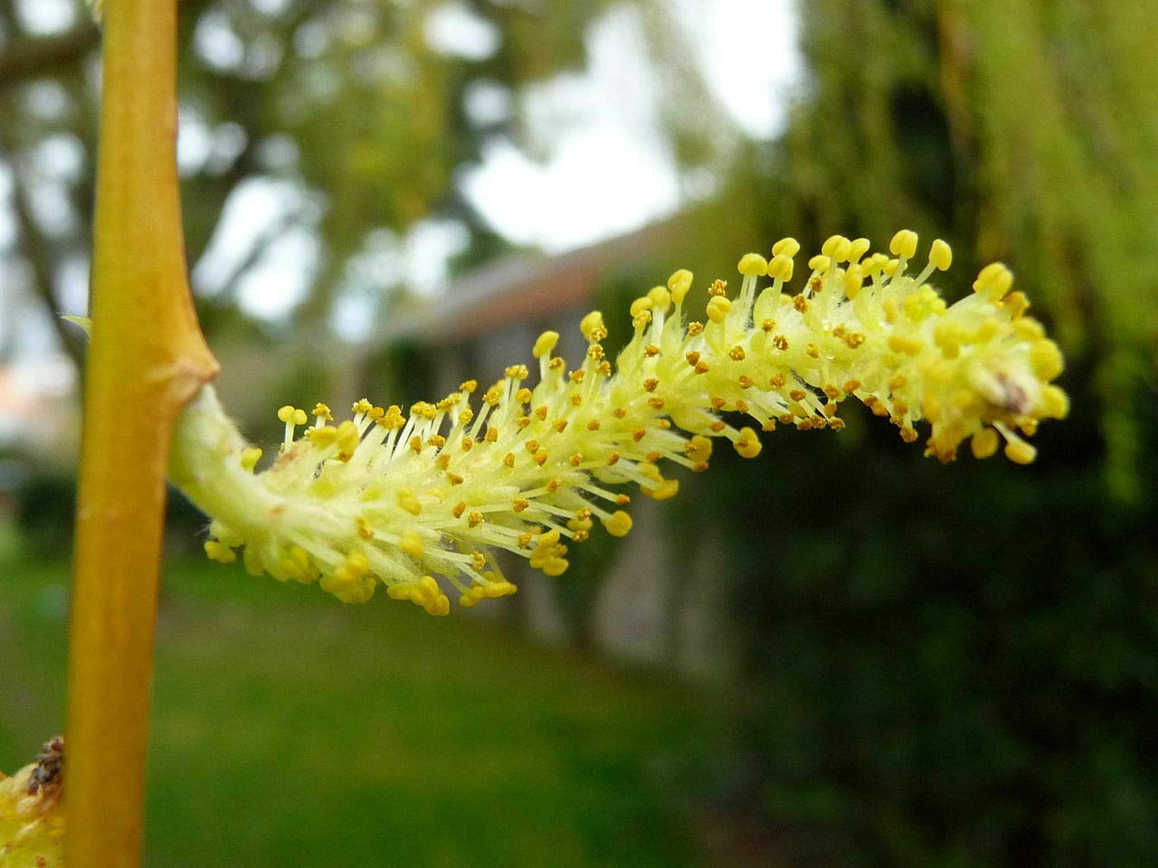 Salice piangente "Salix babylonica" pianta in vaso h 100/130 cm Vivaio di Castelletto