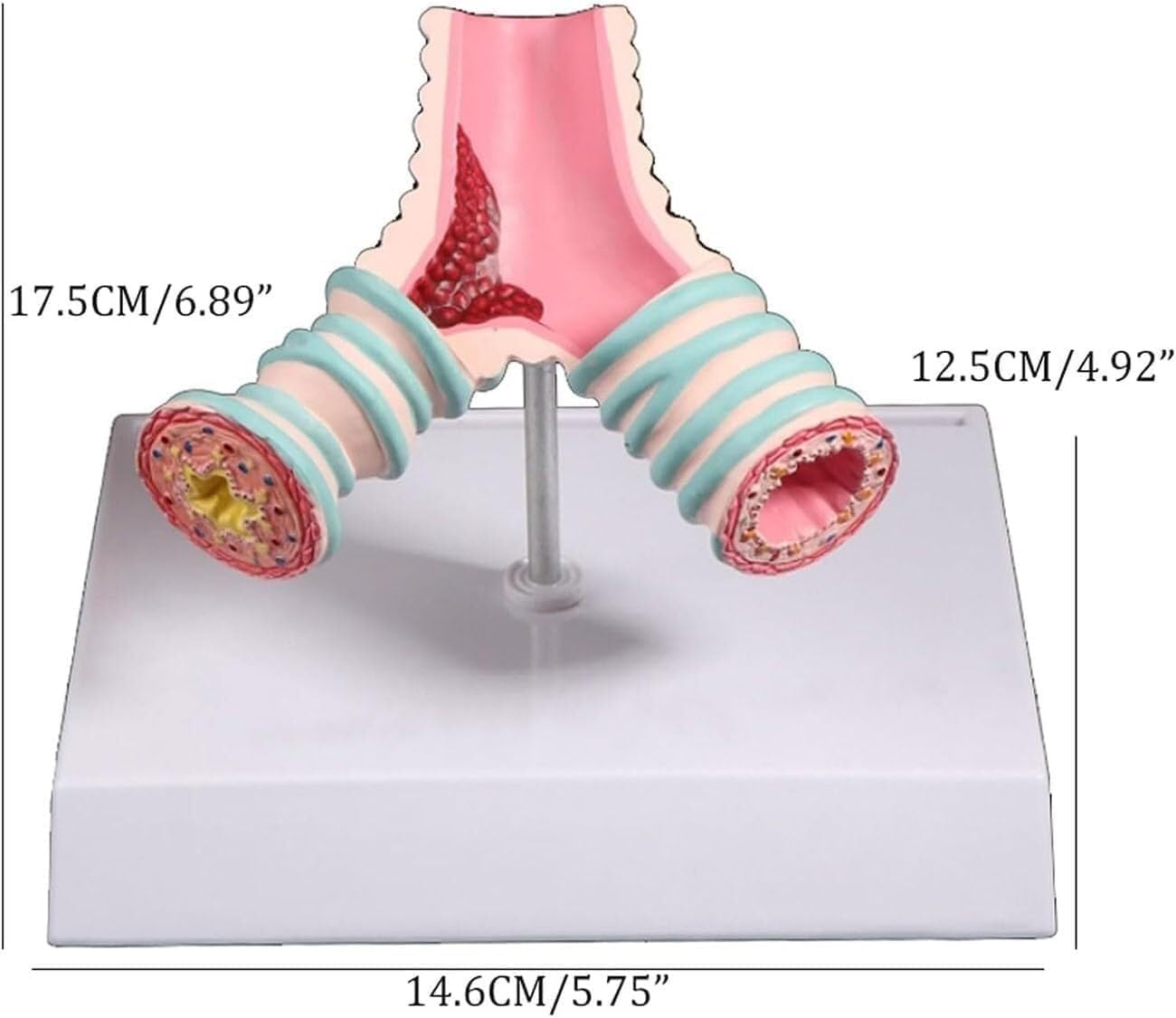 Strzałkowy strzałkowy model anatomiczny tchawicy i jamy ustnej jamy ustnej, dla studentów pacjentów studiuj nauczanie