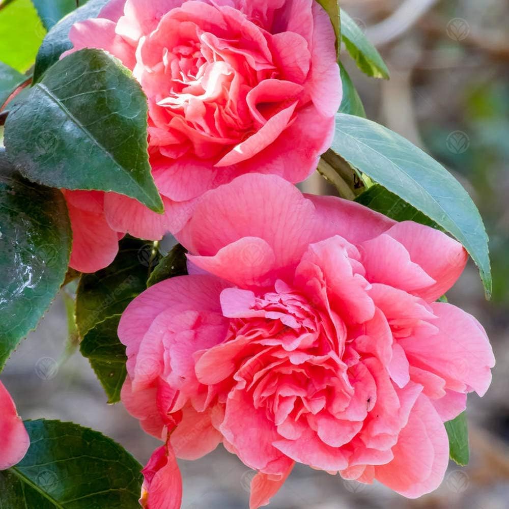 GardenersDream Camellia Japonica 'Triumphans' Plant in Pot - Outdoor Garden Ready Evergreen Flowering Shrub - Hardy Garden Plant for Borders, Beds & Containers (9cm Pot, 20-30cm)