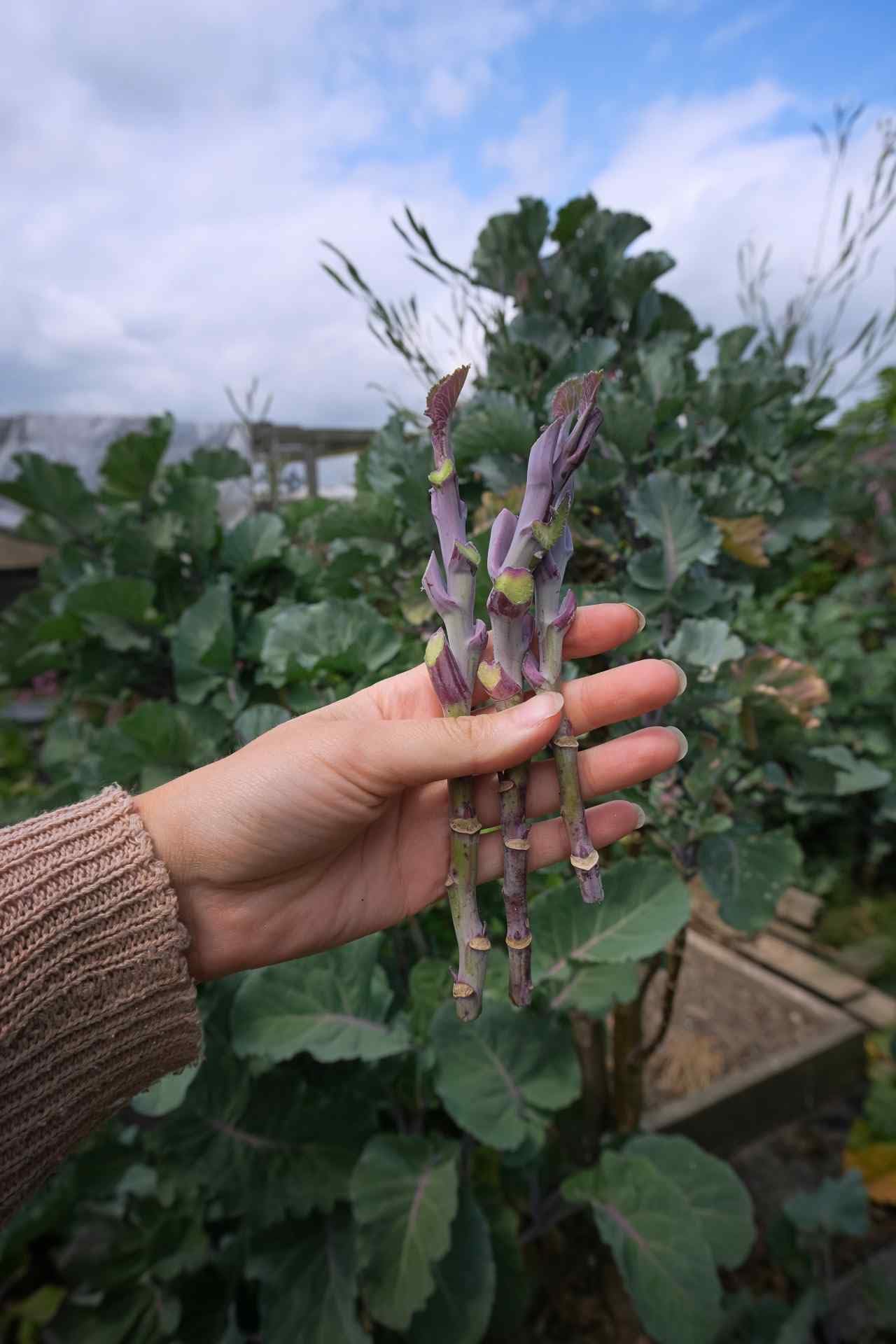 Kale Organic Taunton Deane Perennial Garden Vegetable - LETTERBOX Friendly (3)