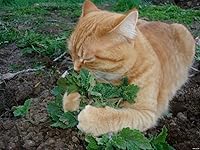Vista 2 de Semillas Catmint (hierba gatera Catwort) Hierbas perennes sin OMG