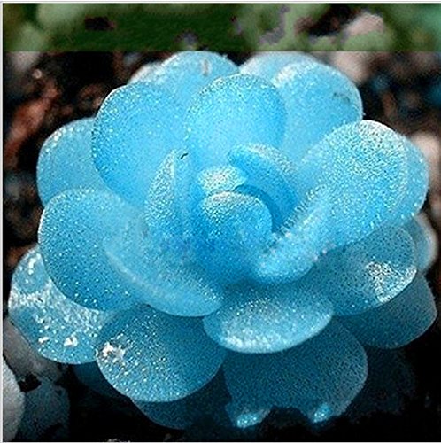 Futaba Lithops Pseudotruncatella Living Stone (Lithops) Rare Succulent Seeds - 50 Seeds-image-26