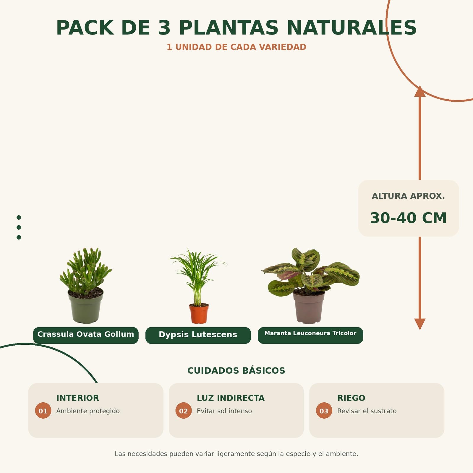 DECOALIVE Pack 3 Plantas: Jade Gollum, Palma Areca y Maranta Tricolor