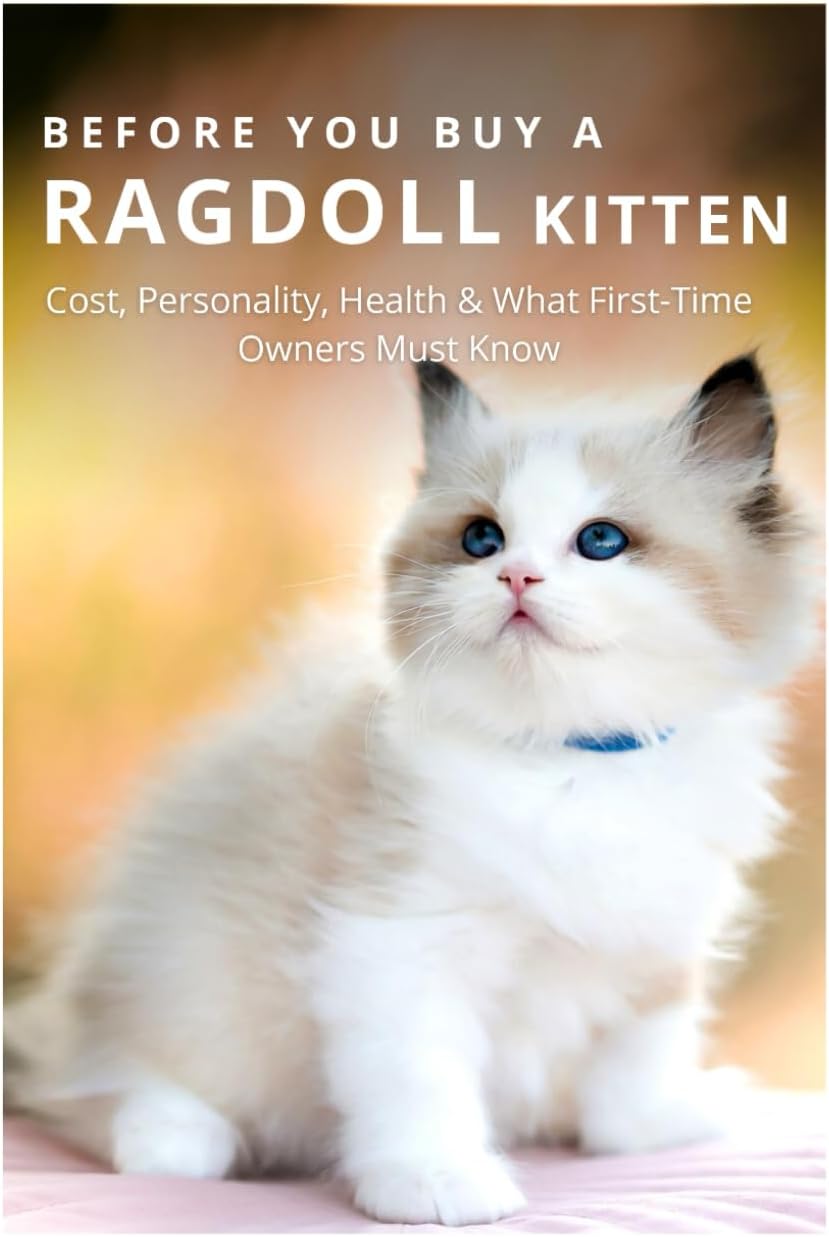 BEFORE YOU BUY A RAGDOLL KITTEN: Cost, Personality, Health & What First-Time Owners Must Know