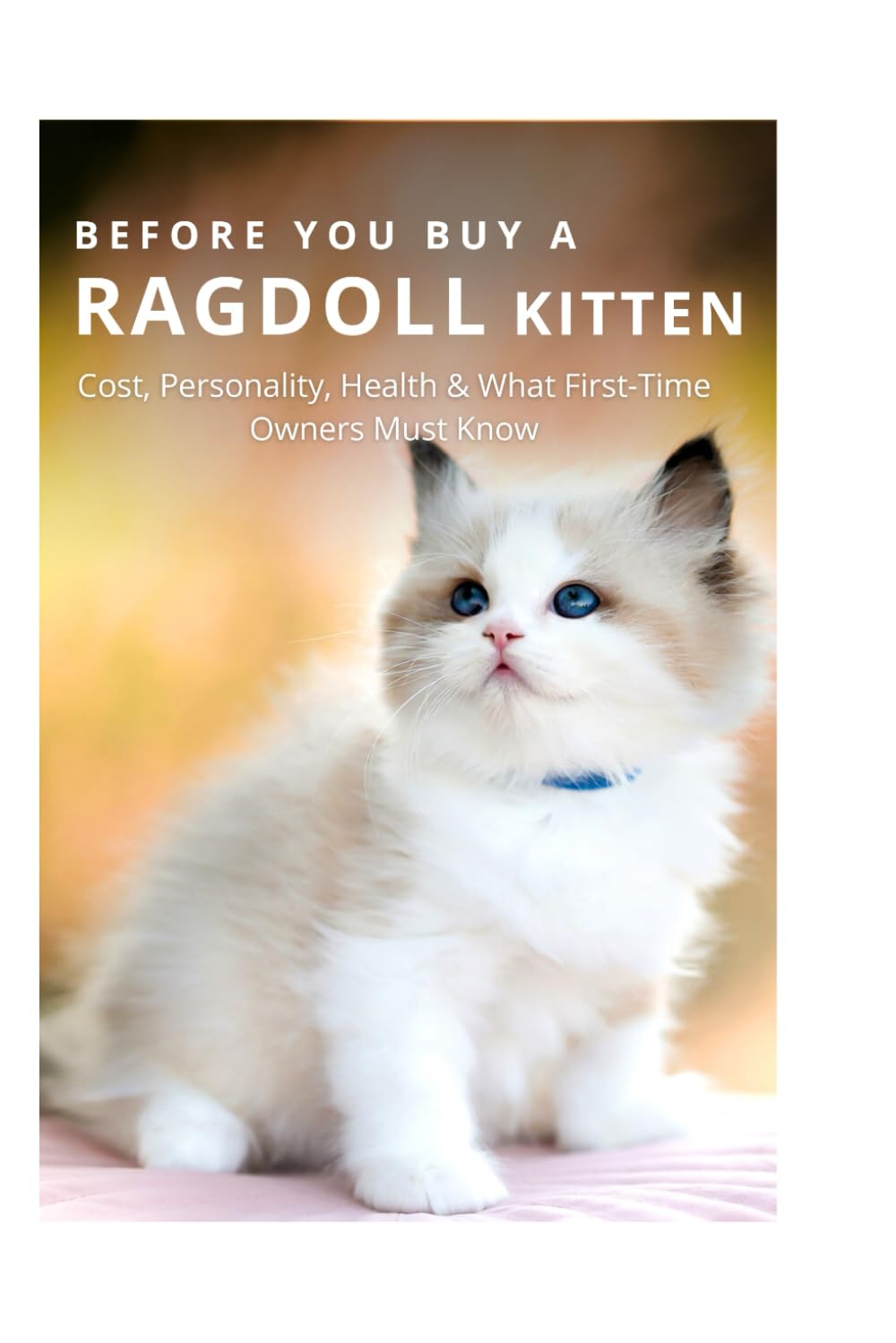 BEFORE YOU BUY A RAGDOLL KITTEN: Cost, Personality, Health & What First-Time Owners Must Know