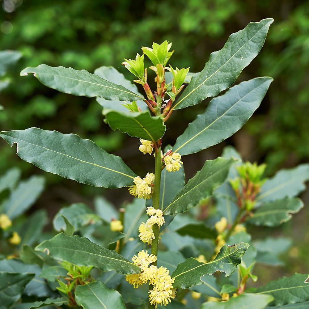 蕾付き❤️ラスト完全終了！超強香！超強健！ブランド香水の名前フレンチローズ バラ苗 蕾付き❤️ラスト完全終了！超強香！超強健！ブランド香水の名前フレンチ