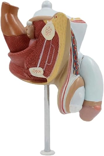 FROON Human Organ Model Male Reproductive System Anatomical Model Andrology Anatomy Mold Urinary System Model for Teaching Demonstration for School Study