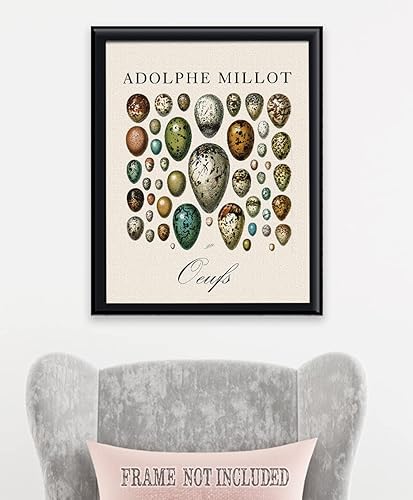 Miniatura 3 de Eggs - Oeufs Vintage Illustration by Adolphe Millot - Vintage Egg Wall Art for Kitchen and Dining Room, Science Room Educational Print, Great