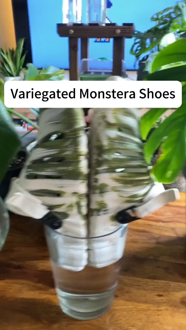 where to buy peace lily Spathiphyllum