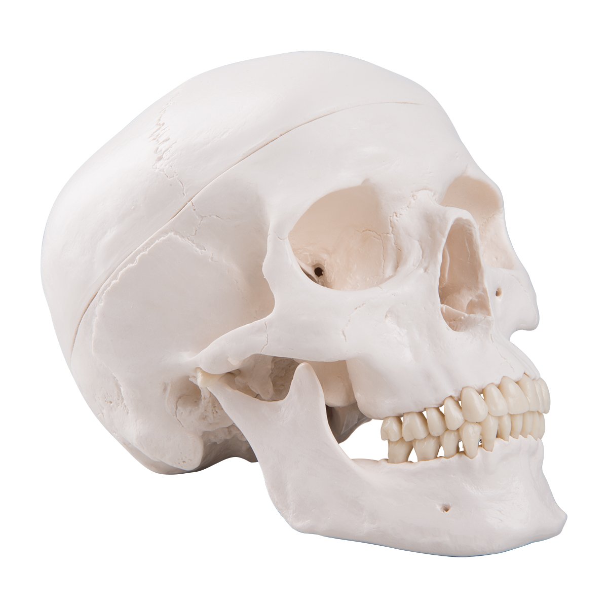 3B Scientific A20 Human Anatomy - Classic Human Skull Model with Magnetic Connections, 3 Part + Free Anatomy Software - 3B Smart Anatomy