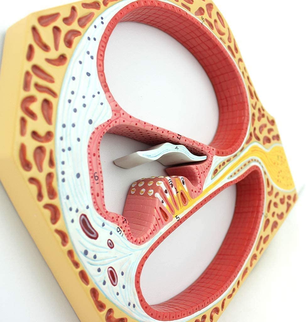 Modelo Espiral De Anatomía De Órganos Auditivos, Anatomía Humana De Órganos Auditivos Otorrinolaringología, Libro De Texto Educativo, 40 X 26 X 3 Cm