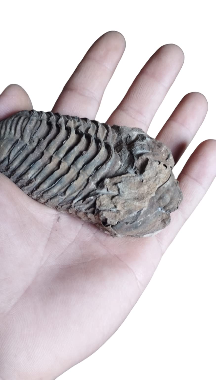 Trilobite N31