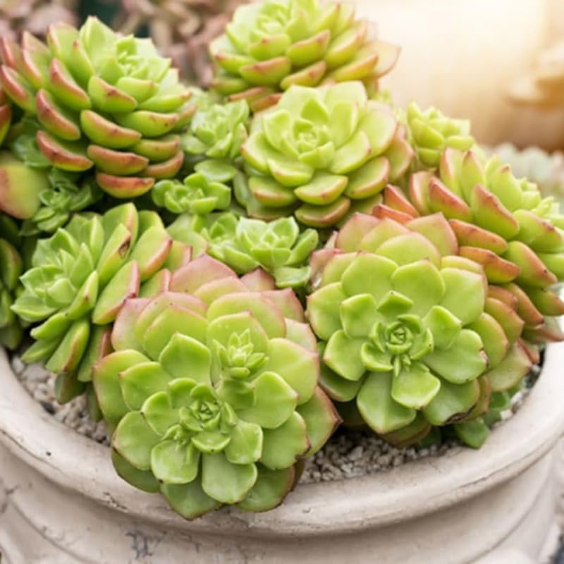 Miniatura 4 de Green Aeonium - Planta suculenta viva en maceta de 2 pulgadas, suculenta roseta, fácil de interior y exterior