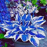 Erinnerung: Wenn Sie die Hosta zur Pflege im Haus halten, sollte sie an einem Ort mit hellem Licht aufgestellt werden. Die Sonne ist im Frühling, Herbst und Winter nicht zu stark, daher können Sie die Hosta an einem Ort aufstellen, der direktes Sonnenlicht erhält. Die Hosta sollte während der Hochtemperatursaison im Sommer direkte Sonneneinstrahlung meiden, da sonst die Blätter der Pflanze leicht gelb werden.Düngen Sie im Frühjahr einmal wöchentlich und im Winter einmal alle 1-2 Monate.