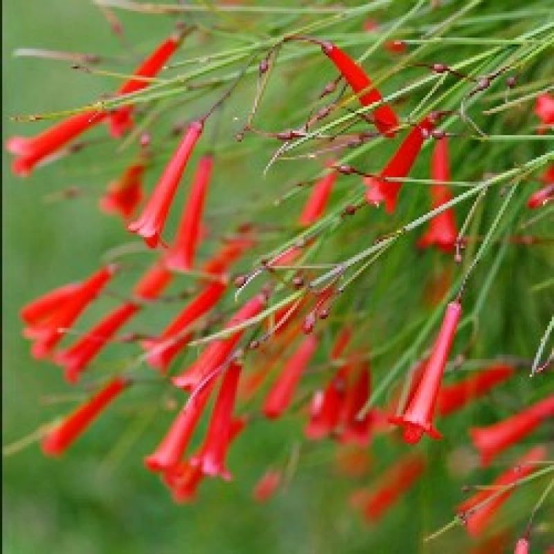 See full amazon price history chart for Mphmi Seedless Plant Flower Plants Russelia Red Plant - Fire Cracker Plant Mphmi Seedless Plant Flower Plants Russelia Red Plant - Fire Cracker Plant (B0CWF6N277) Amazon Price History, Amazon Price Tracker