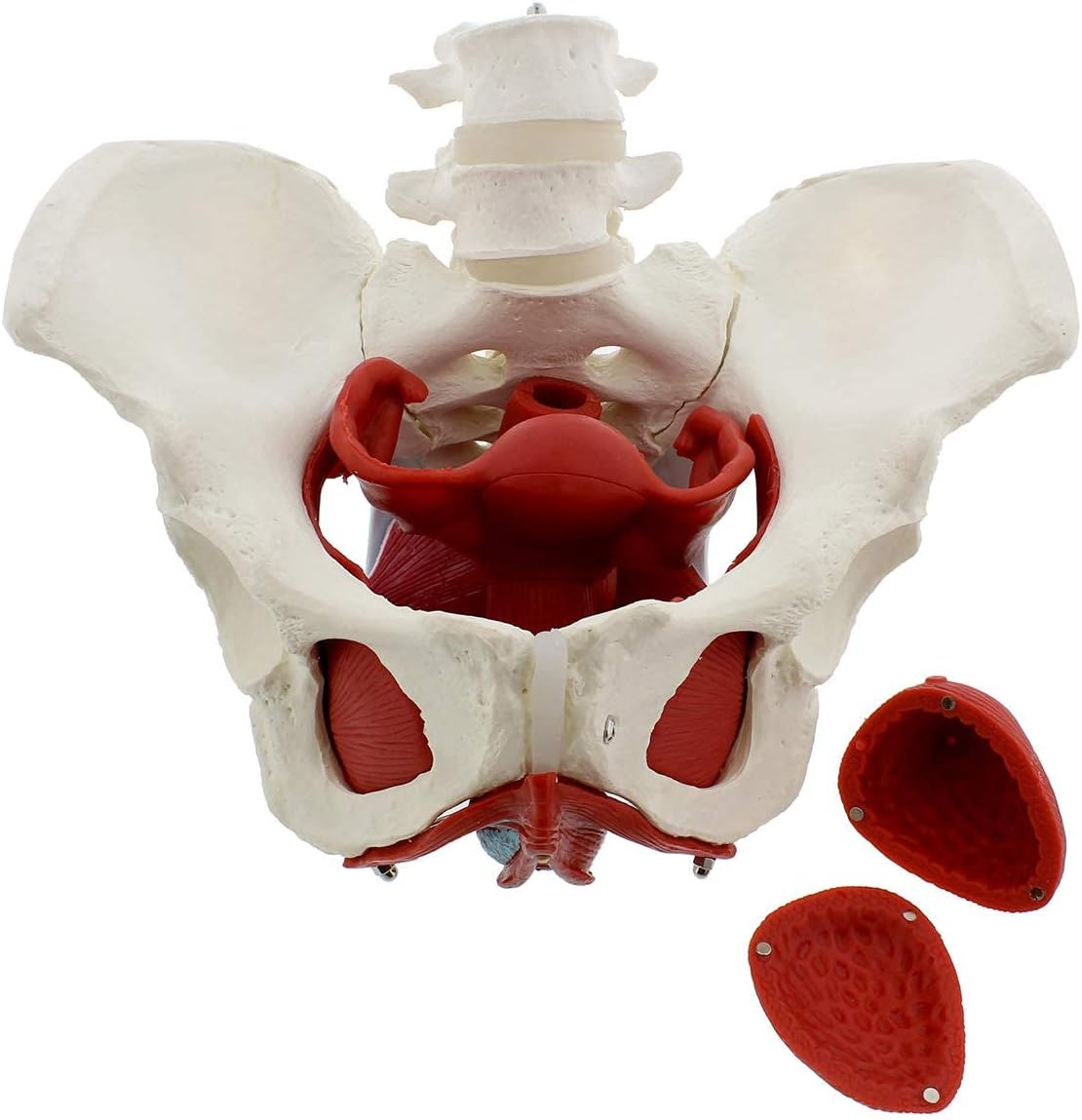 UIGJIOG 3D Female Pelvic Floor Model Pelvic Model 6Pc Life Size Pelvis Anatomical Model Female Pelvic Model with Muscles for Anatomy Bone Model for Displaying in Classrooms And Doctor'S Offices