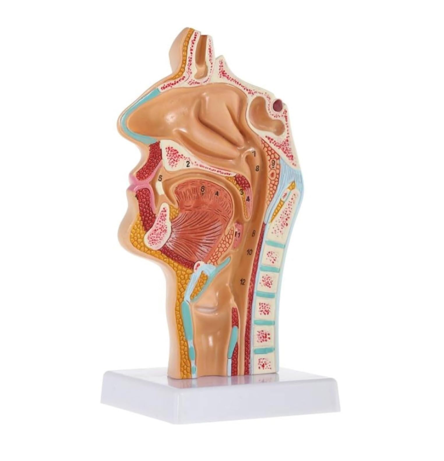 Scientifica Modello Esposizione Modello Medico Anatomico Umano Di Anatomia Della Cavità Nasale Gola Per L'insegnamento Visualizzazione Dello Studio In Aula Scienze Per Uso Educativo